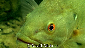 Don't get in my face! Bass encounter, Sherkston Quarry in... by David Gilchrist 